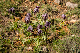 Al-Arz;Iris;Iris-Cedreti;Kaleidos;Kaleidos-images;Lebanon;Middle-East;Near-East;Proche-Orient;Tarek-Charara;Flowers;Endemic;Endangered-species;Endemic-species;Critically-endangered;Critically-endangered-species
